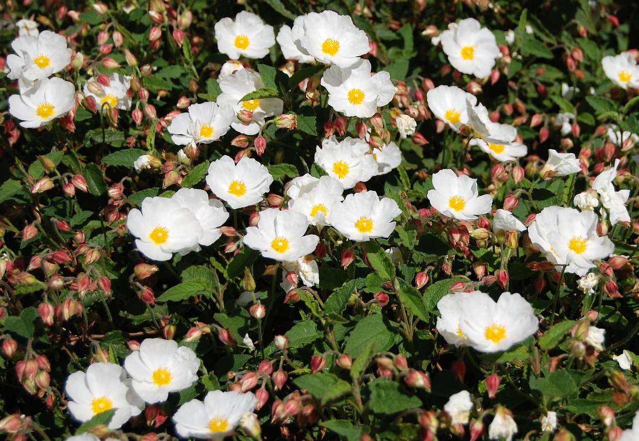 Perennial Plants - The Eco-friendly Choice for Gardeners